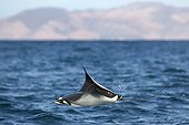 A leaping mobula ray Gulf of California