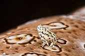 Hermit crab on a Leopard Sea Cucumber Tahiti 