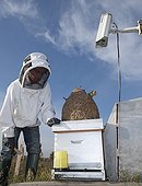 Observation of an experimental hive ; An experimental hive is filmed continuously by CNRS researchers to observe the behavior of the Asian hornet. INRA Bordeaux.