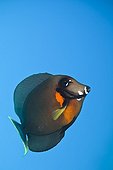 Chocolate Surgeonfish Tahiti