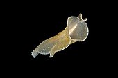 Flatworm currently swimming Tahiti