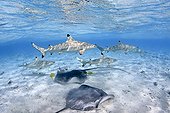 Black Tip Reef Shark and Pink Whipray in a lagoon