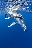 Young Humpback Whale Rurutu Polynesia