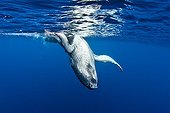 Young Humpback Whale Rurutu Polynesia