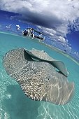 Pink Whipray near a boat in a lagoon French polynesia