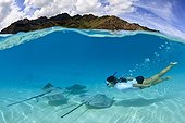 Pink Whipray and swimmer in the lagoon and Moorea
