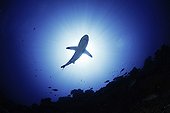Gray Reef Shark against the light in the atoll of Fakarava