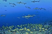 Gray Reef Sharks and Common bluestripe snappers
