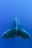 Humpback whale singing in Rurutu Polynesia