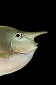 Portrait of a Spotted Unicornfish Tahiti 