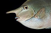 Portrait of a Spotted Unicornfish Tahiti 
