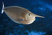 Spotted Unicornfish Fakarava French polynesia