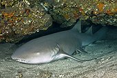 Tawny Nurse Shark resting in a cavity of the reef