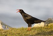Red-billed Chough shouting Wales