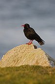 Red-billed Chough on a rock Wales
