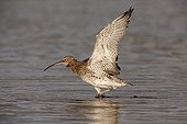 Eurasian Curlew stretching its wings Wales
