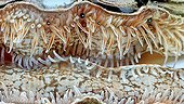 Close-up of a Coquille Saint-Jacques ; Open shell in times of ingestion. On the edge of the shell appear over the mantle of its tentacles touch and his eyes (ocelli). This species only lives in the North Sea and in Brittany. 