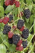 Thornless giant blackberries