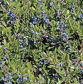 Blueberry 'Brigitta Blue'