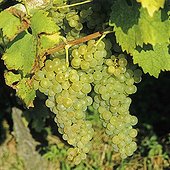 Grapes 'Perle de Csaba' ; Synonym: Perle de Casbah