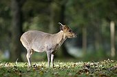 Chinese Muntjac male in grass Wales