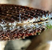 Close up of a Scallop feeding ; Open shells to feed on plankton by filtering water. It finds its entourage with his sensory organs: eyes (ocelli) and tactile tentacles. 