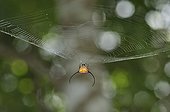 Spiny orb-web in the Khao Yai NP Thailand