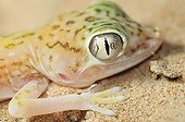 Portrait of a Gecko UAE