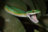Parrot snake in French Guiana
