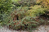 Rockspray cotoneaster in fruit in a garden in autumn ; Acer japonicum 'Green Cascade'