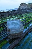 Flysch with algae on Sakoneta Beach Spain ; Flysch: geological formation composed of fragments of sandstone or shale.