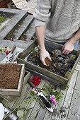 Covering dahlia tubers with peat