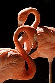 Portrait of two American Flamingoes