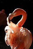 Portrait of an American Flamingoes