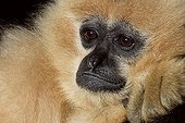 Portrait of a Red-cheeked Gibbon