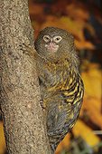 Pygmy Marmoset adult on a tree trunk