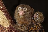 Pygmy Marmoset  with its young