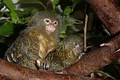 Pygmy Marmoset  with its young in a tree