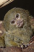 Portrait of a young Pygmy Marmoset