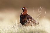 Male Red grouse standing in the grass at spring Scotland