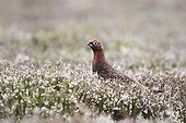Male Red grouse standing amongst heather at spring Scotland