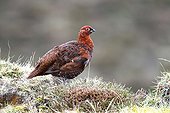 Male Red grouse standing amongst heather at spring Scotland