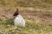 Male Red grouse standing on a rock at spring Scotland