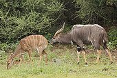 Nyala male smelling a female in the Kruger NP in RSA