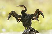 African Darter partly plucked in the Kruger NP in RSA