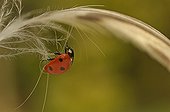 Sevenspotted Ladybeetle walking on a Mallard duck feather