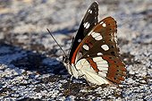 Southern White Admiral at spring in Provence France