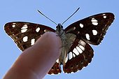 Southern White Admiral at spring in Provence France
