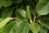 Magnolia 'Caerhays Belle' in fruit in a garden ; Parents : M. sargentiana 'Robusta' X M. sprengeri 'Diva'