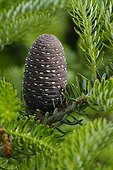 Korean fir cone in a garden